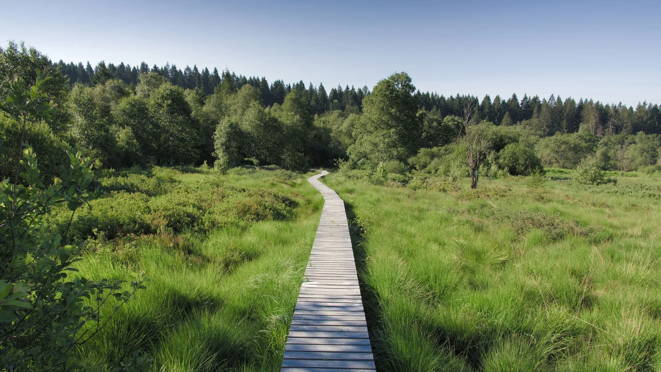 Background default 12